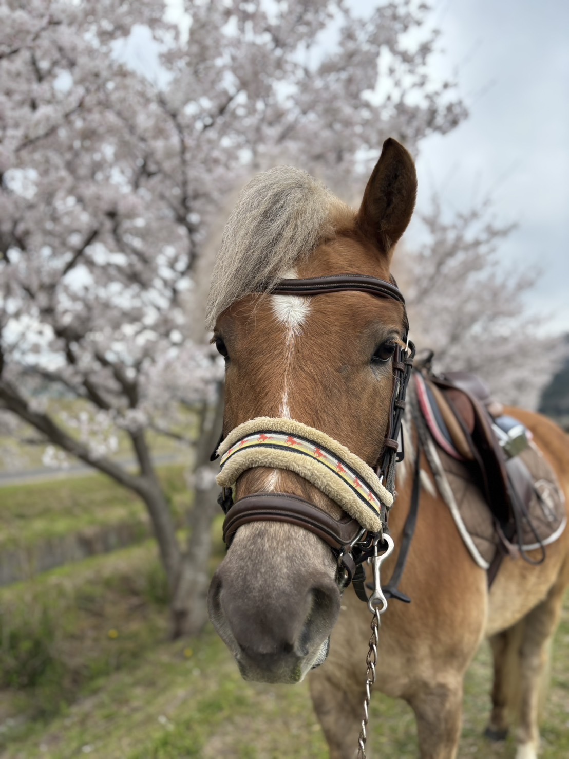 かわいいポニーと触れ合い癒されましょう♪