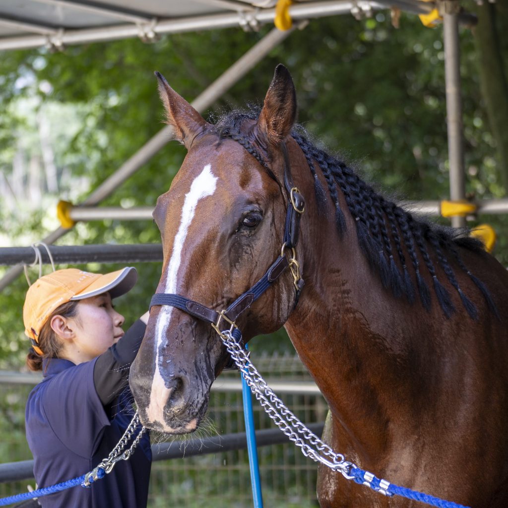 馬とふれあい癒されましょう