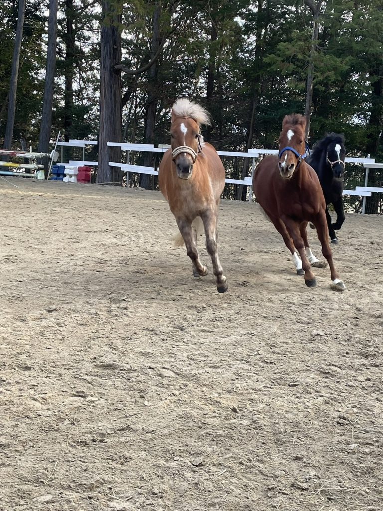 滋賀県大津市南郷にある会員制乗馬倶楽部です。2頭でかけっこしています