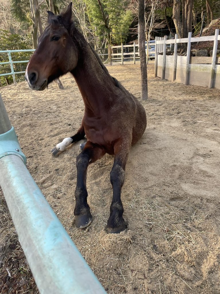 滋賀県大津市南郷にある会員制乗馬俱楽部です。こっち向いてほしいな～