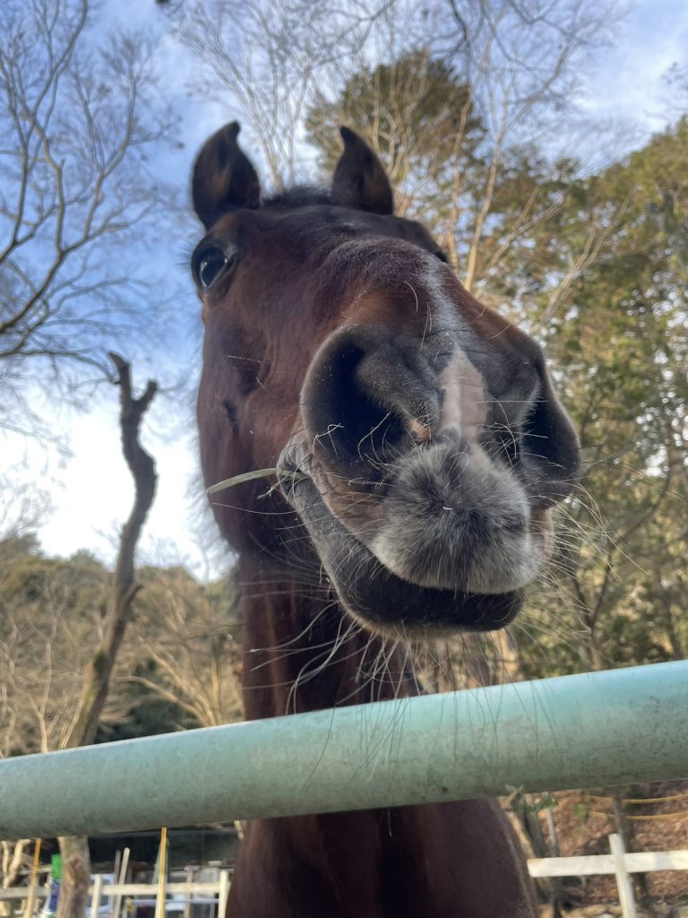 滋賀県大津市南郷にある会員制乗馬倶楽部です。下からお顔をじっくり拝見