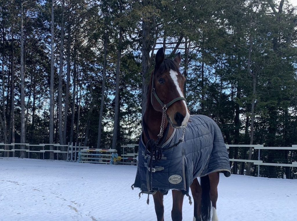 滋賀県大津市南郷にある会員制乗馬倶楽部クリエイティブプラッツです！雪の中でも美人さんです