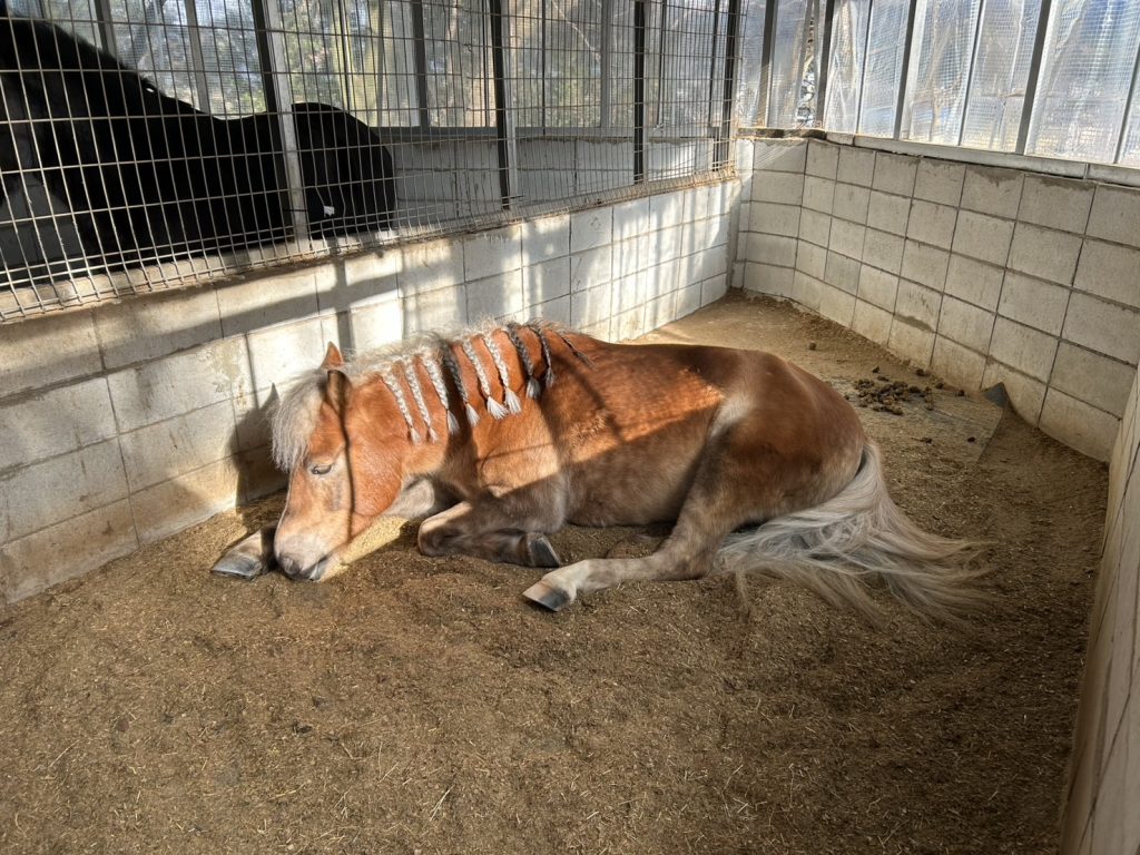 滋賀県大津市南郷にある会員制乗馬倶楽部のポニーちゃんです