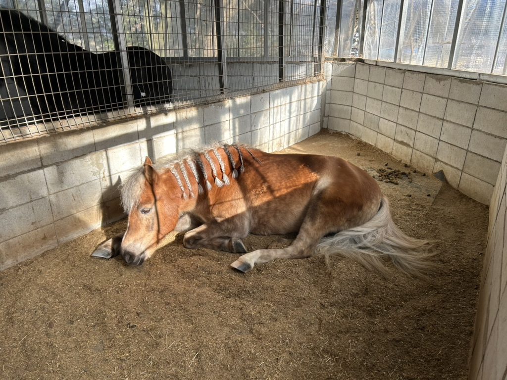 滋賀県大津市南郷にある会員制乗馬倶楽部のポニーちゃんです