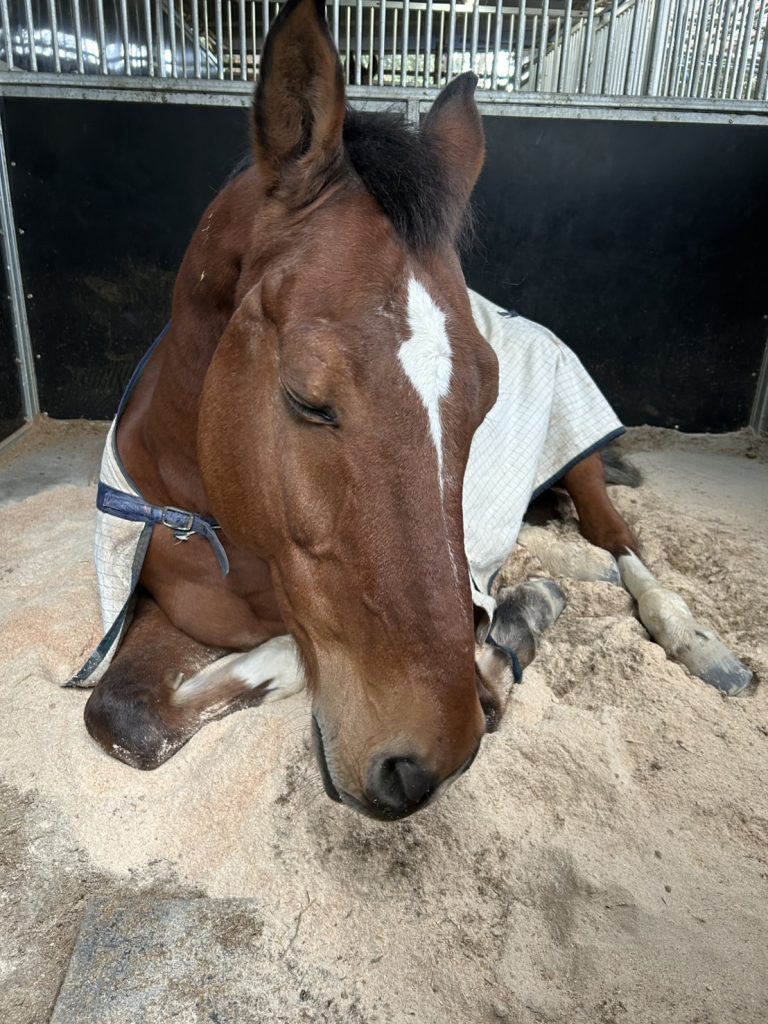 滋賀県大津市南郷にある会員制乗馬倶楽部です。少し眠そうな冬の朝です