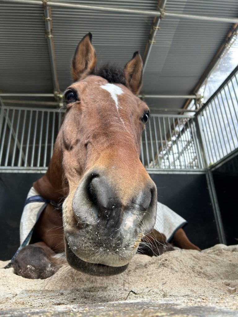 滋賀県大津市南郷にある会員制乗馬倶楽部です。構ってほしそうなお顔