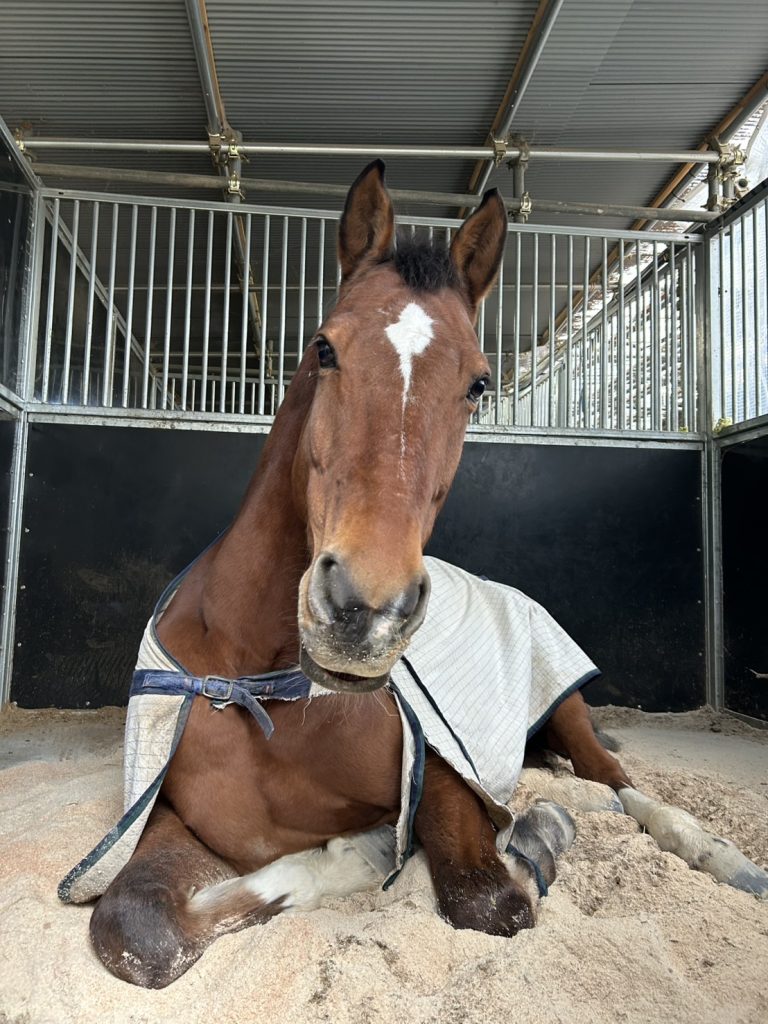 滋賀県大津市南郷にある会員制乗馬倶楽部です。キリっとしたお顔、かっこいい～