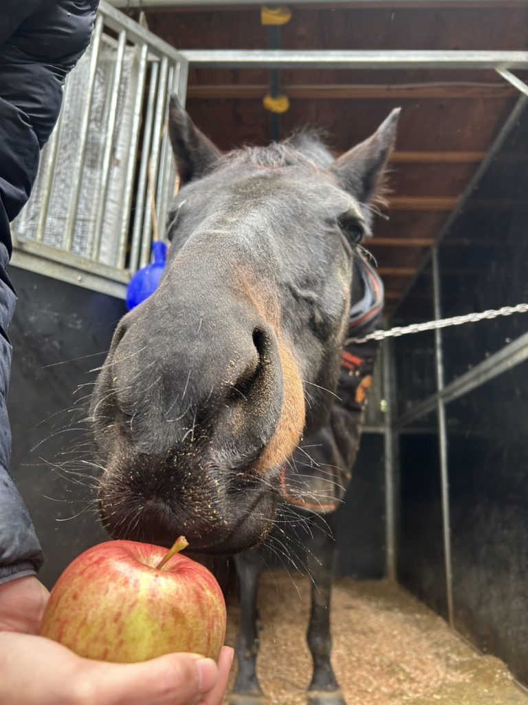 滋賀県大津市南郷にある会員制乗馬倶楽部クリエイティブプラッツです！こっちにもちょうだい！