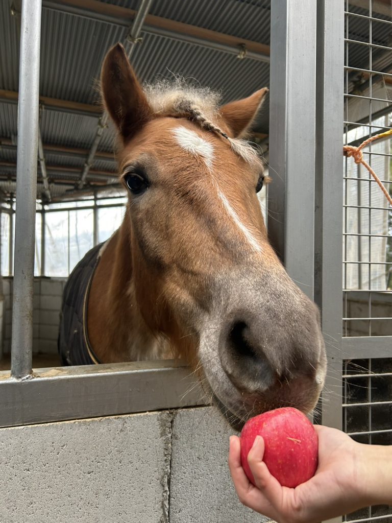 滋賀県大津市南郷にある会員制乗馬倶楽部クリエイティブプラッツです！りんごちょうだい！
