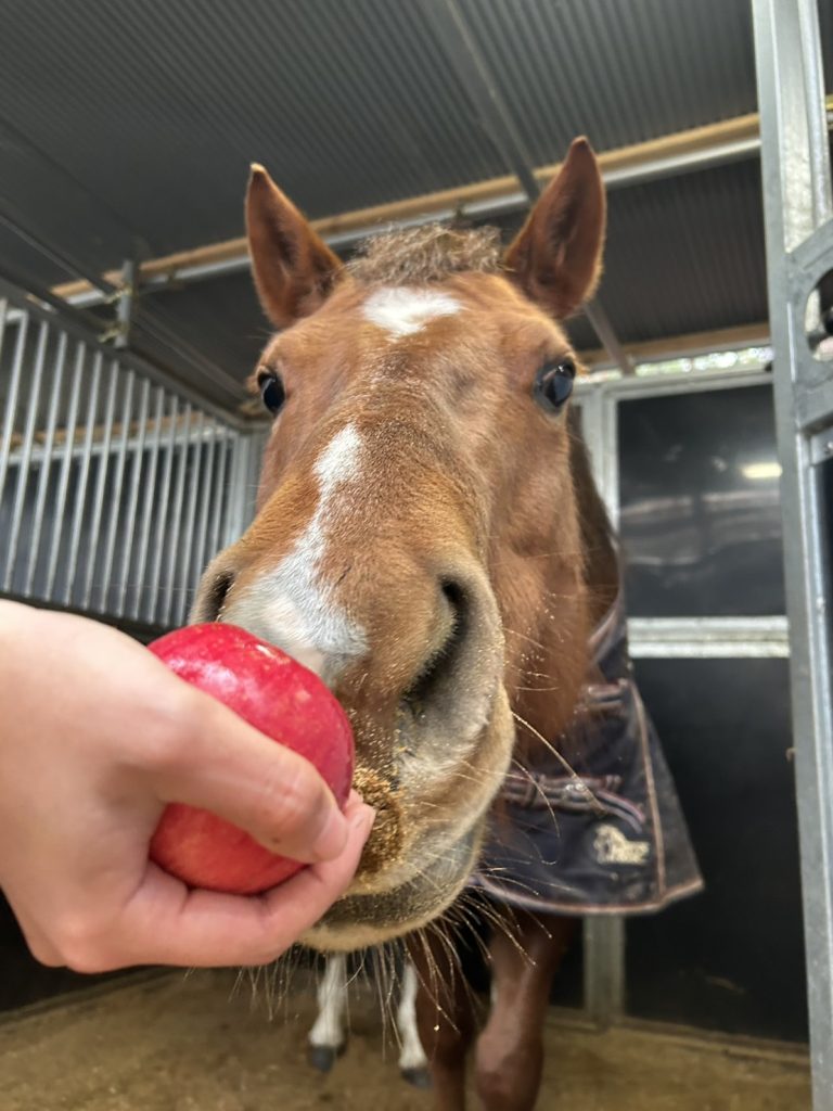 滋賀県大津市南郷にある会員制乗馬倶楽部クリエイティブプラッツです！おいしいね！