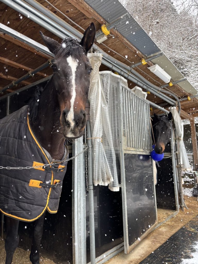 滋賀県大津市南郷にある会員制乗馬倶楽部クリエイティブプラッツです！雪が降りました～