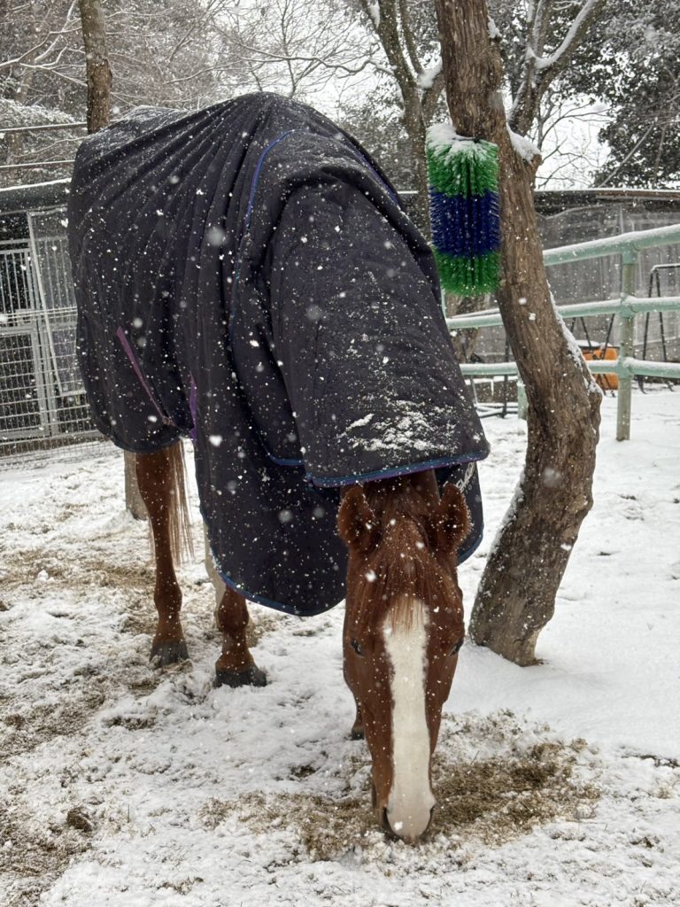 滋賀県大津市南郷にある会員制乗馬倶楽部クリエイティブプラッツです。