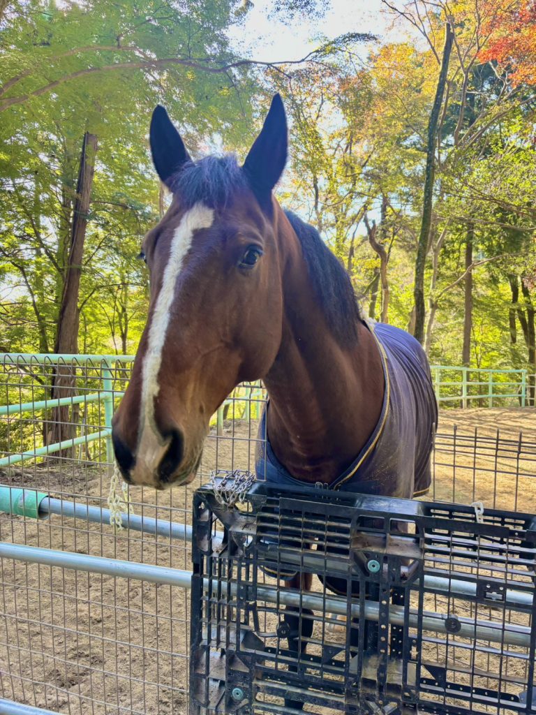 滋賀県大津市南郷にある会員制乗馬倶楽部クリエイティブプラッツです！ばっちりカメラ目線です