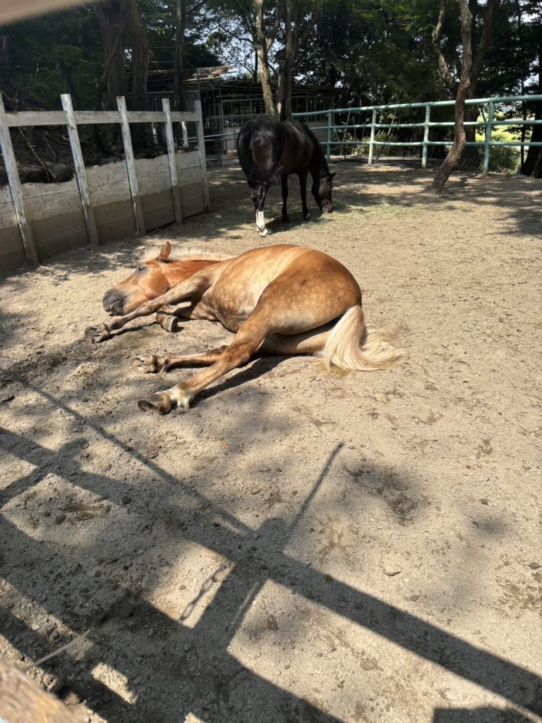 滋賀県大津市南郷にあるクリエイティブプラッツです。会員制乗馬倶楽部ですが、体験乗馬やホースセラピー訪問なども行っています。